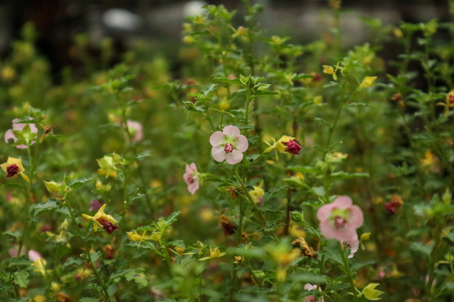 Hibiscus minor