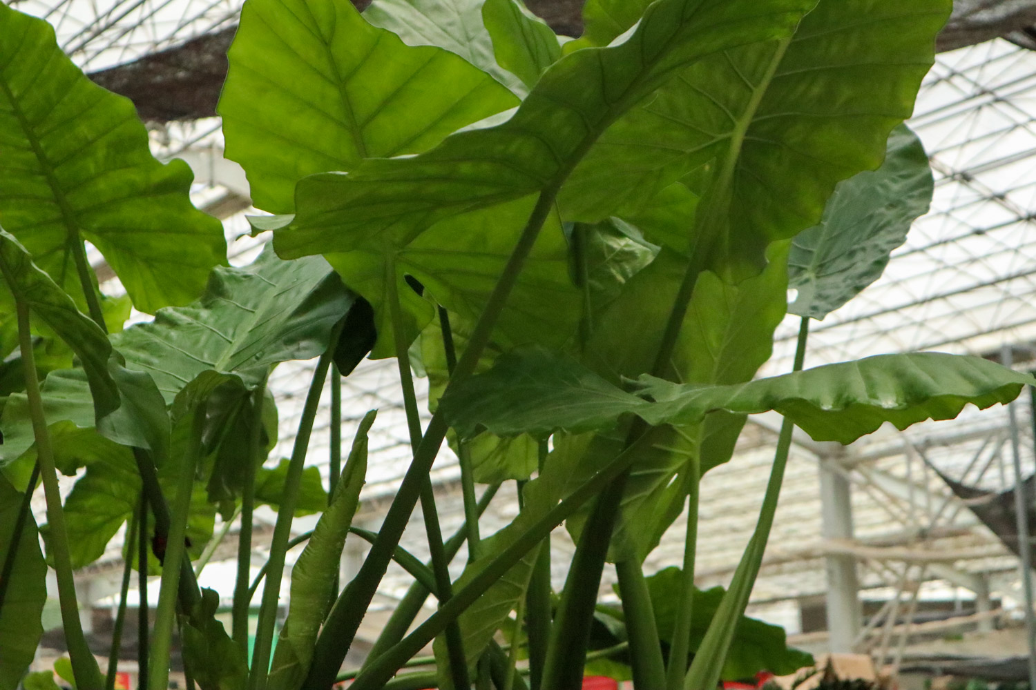 Alocasia macrorrhiza