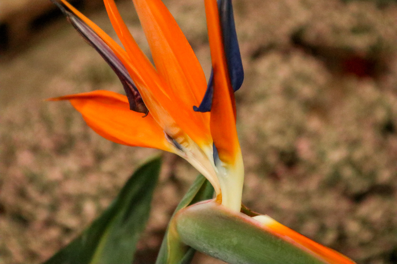 Bird of Paradise