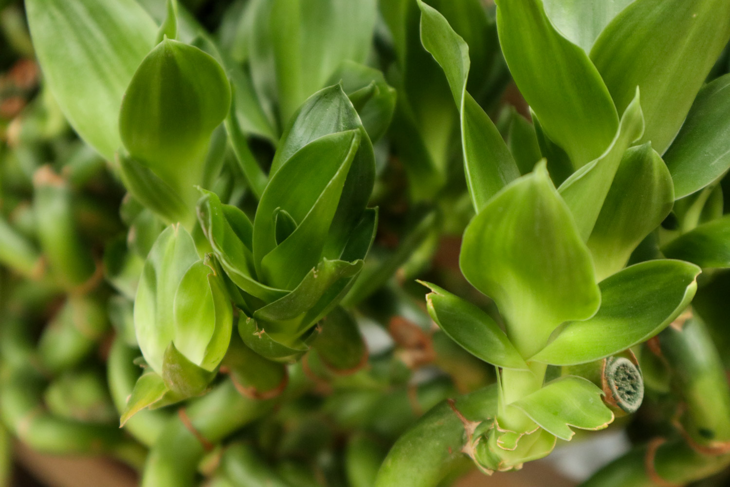 dracaena sanderiana