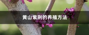 Breeding method of Bauhinia chinensis in Huangshan