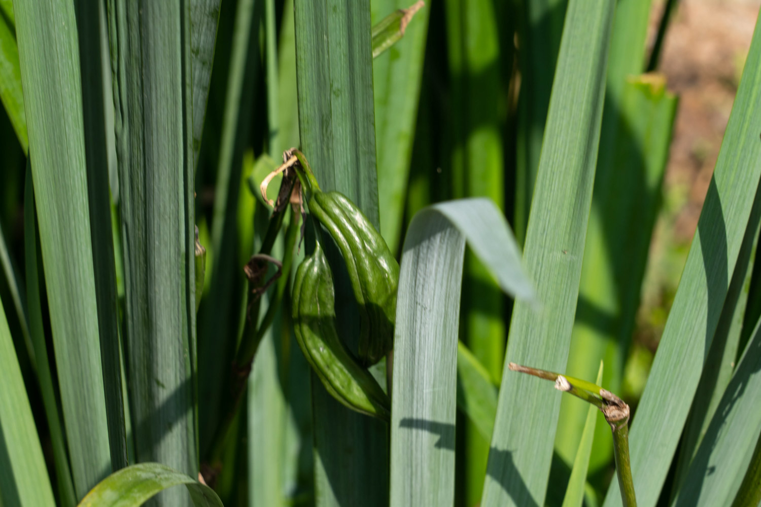 calamus