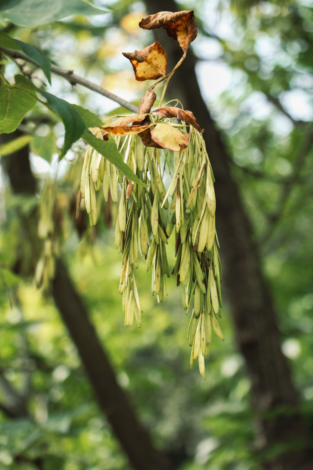 Ash trees