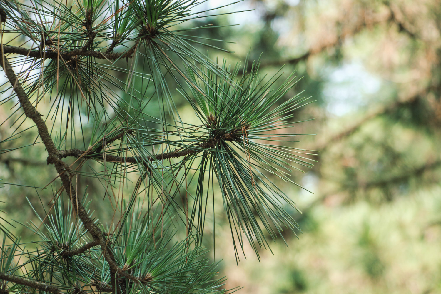 Black pine