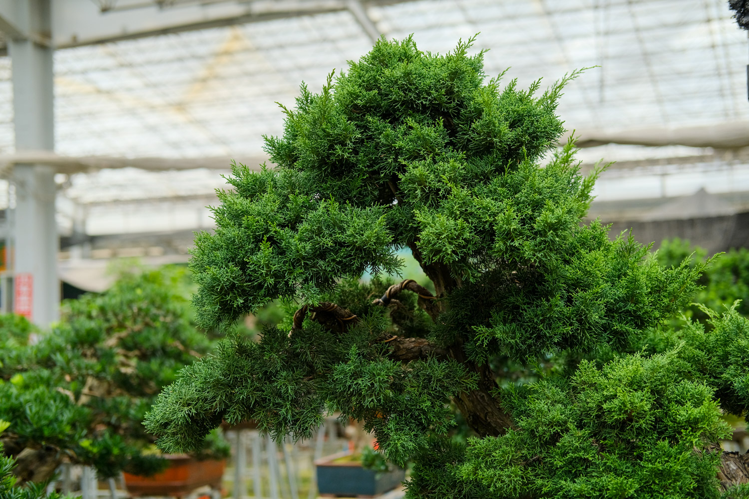 bonsai