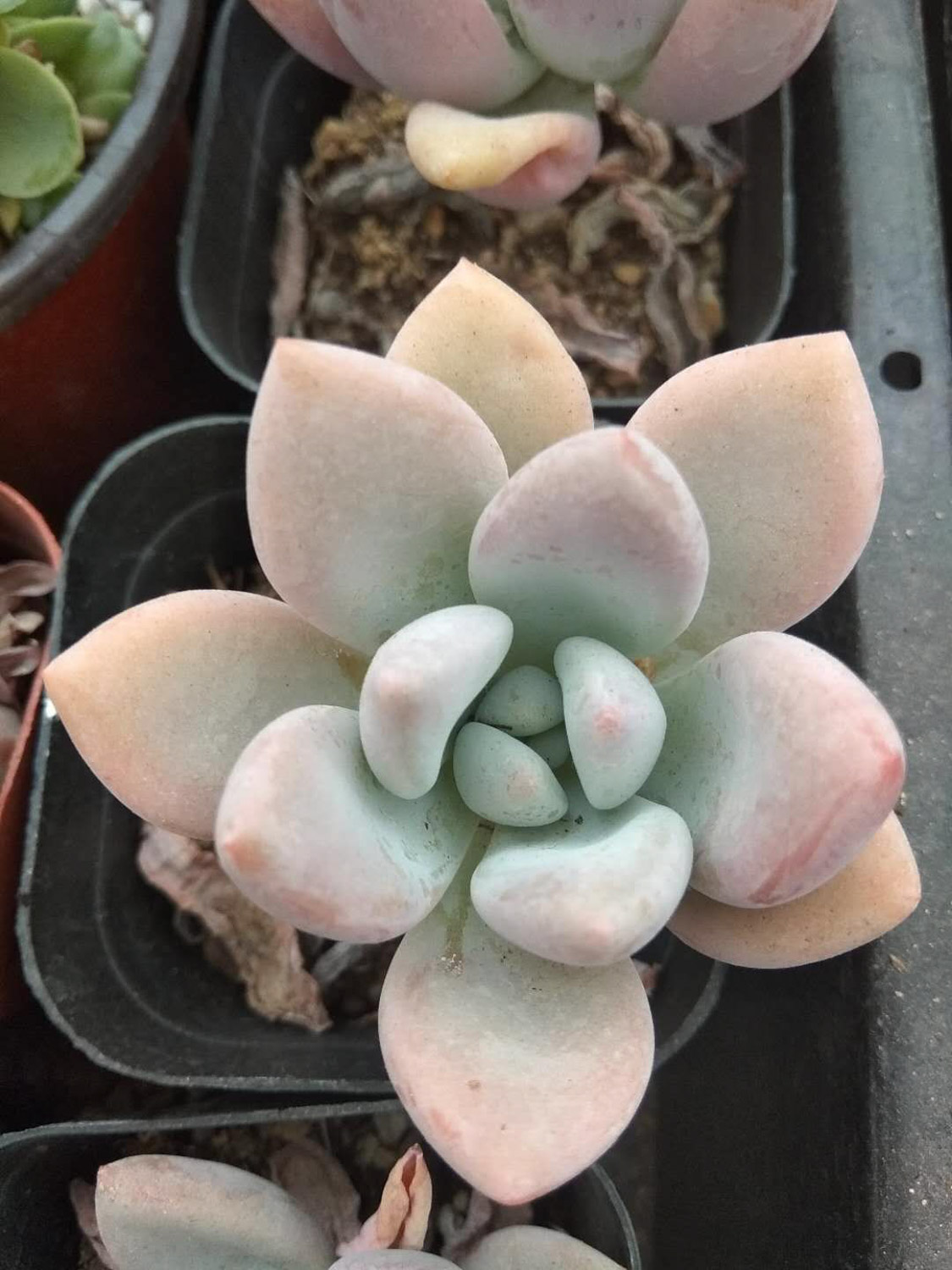 Graptoveria Opalina 