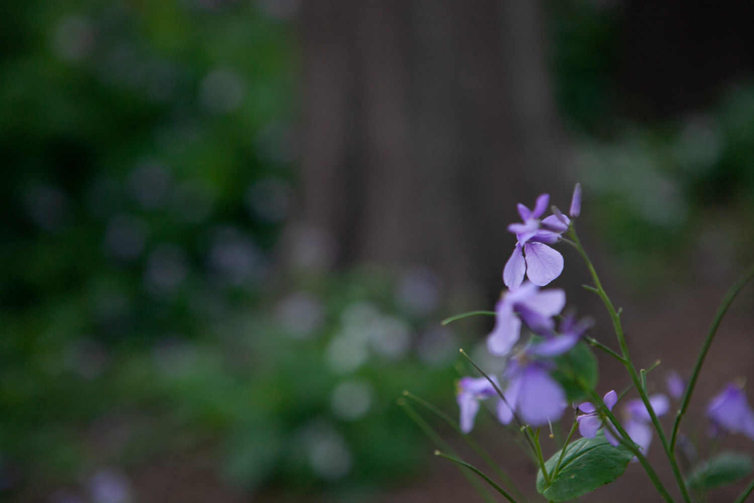 Orychophragmus violaceus