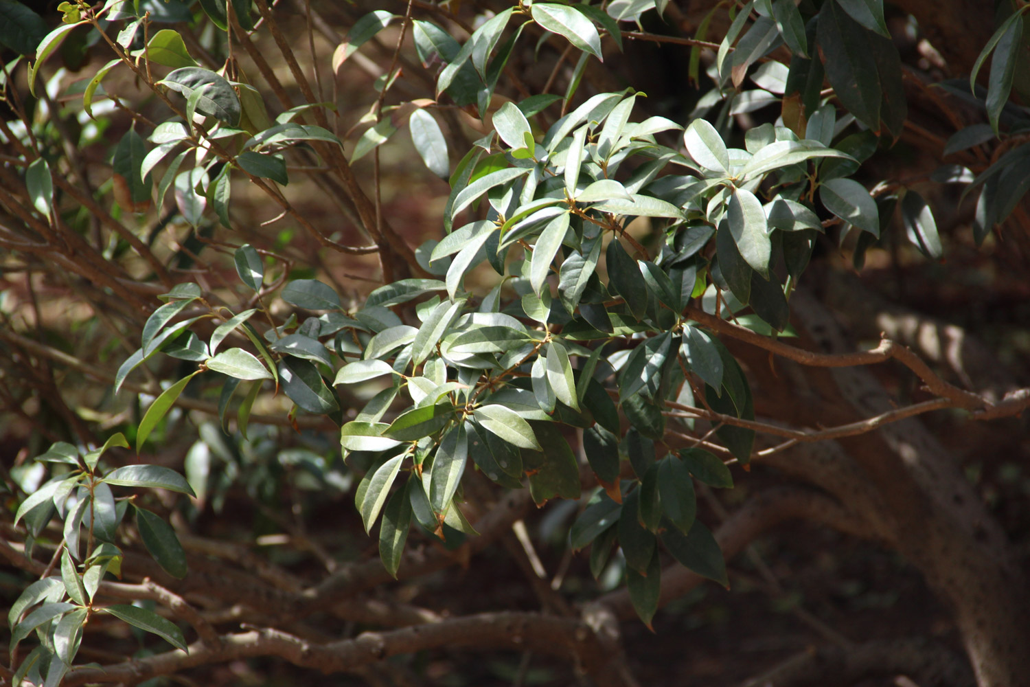 sweet-scented osmanthus