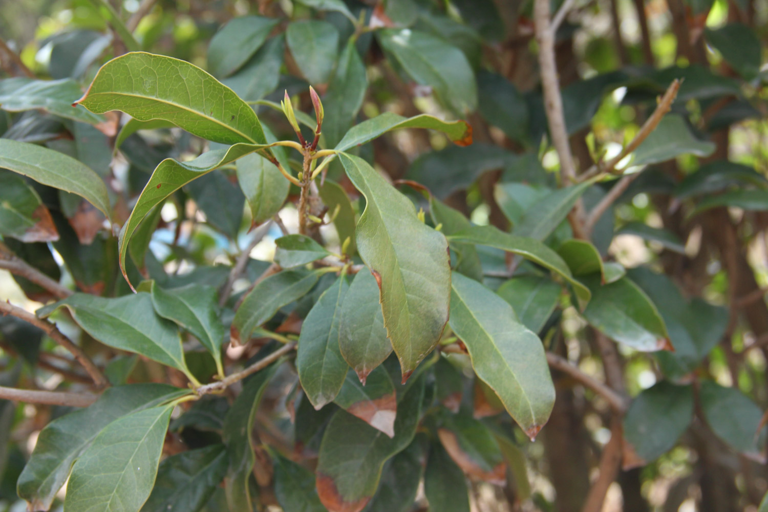 sweet-scented osmanthus