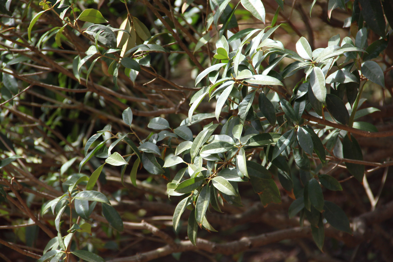 sweet-scented osmanthus