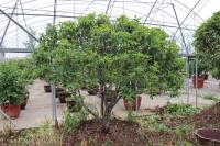 Osmanthus blossom quickly. Do you want to apply fertilizer? What fertilizer will bloom more