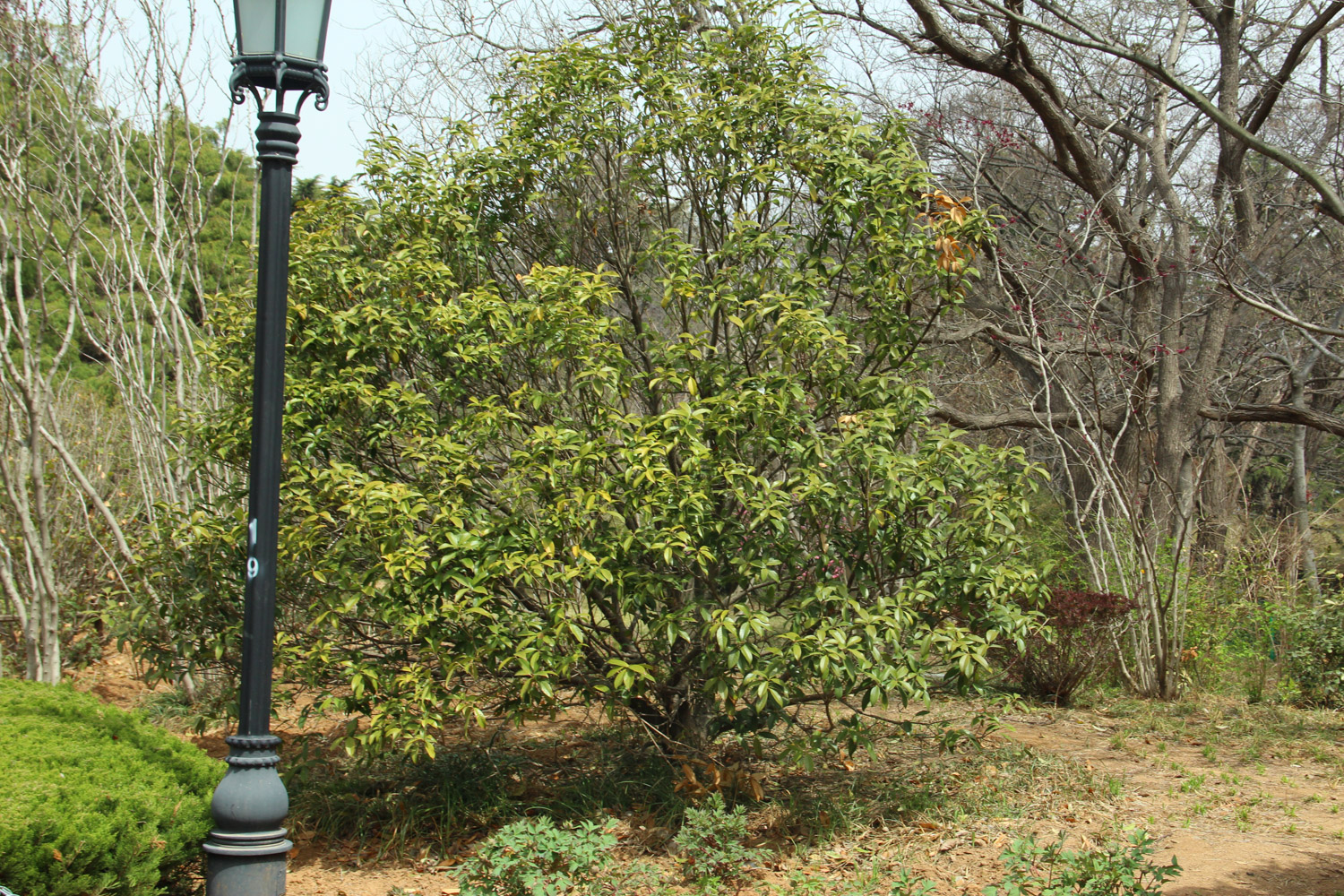 sweet-scented osmanthus