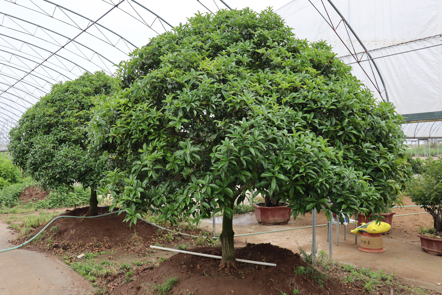 sweet-scented osmanthus