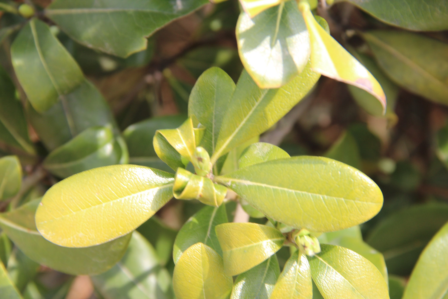 pittosporum tobira