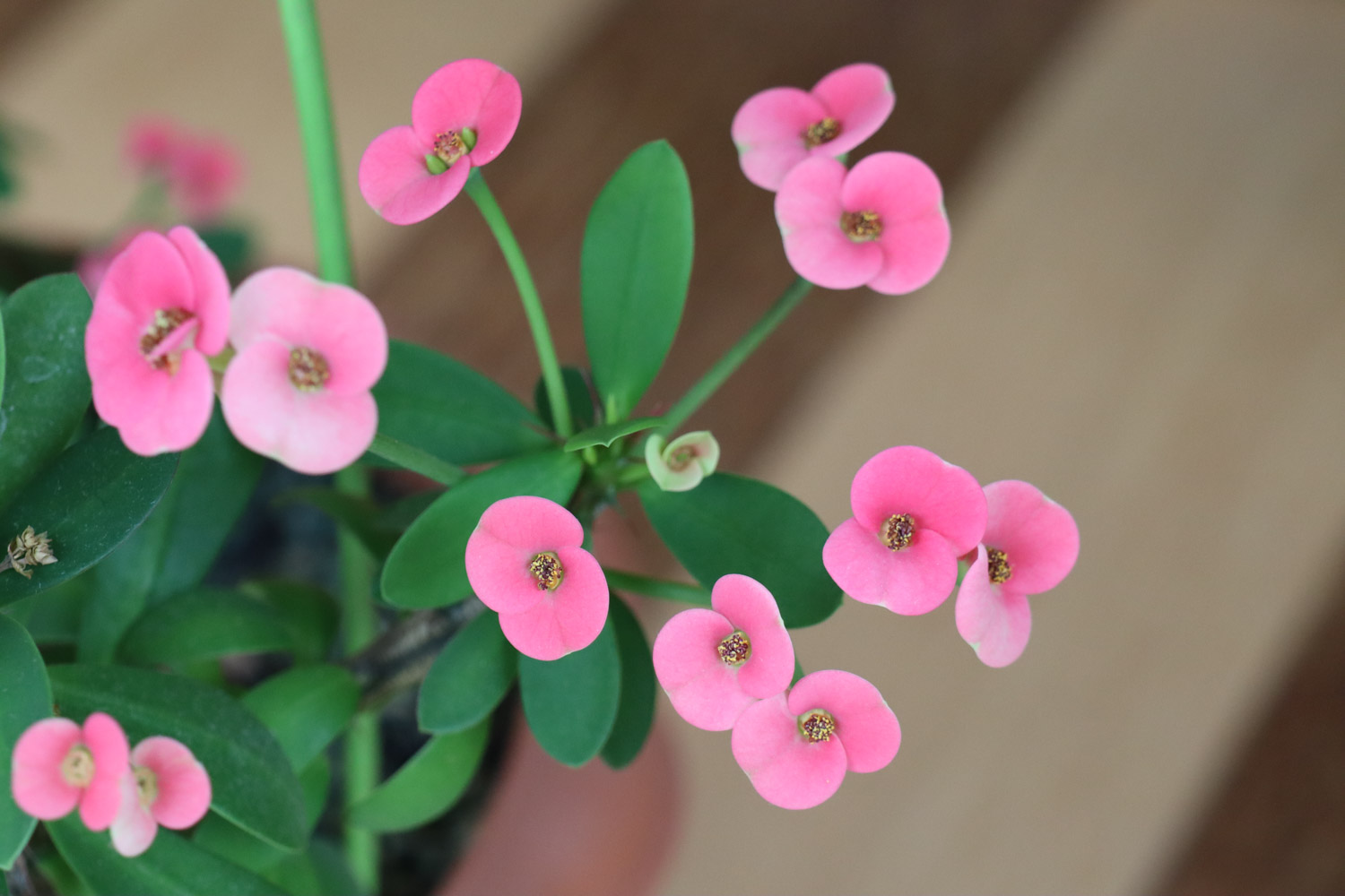 crown-of-thorns euphorbia