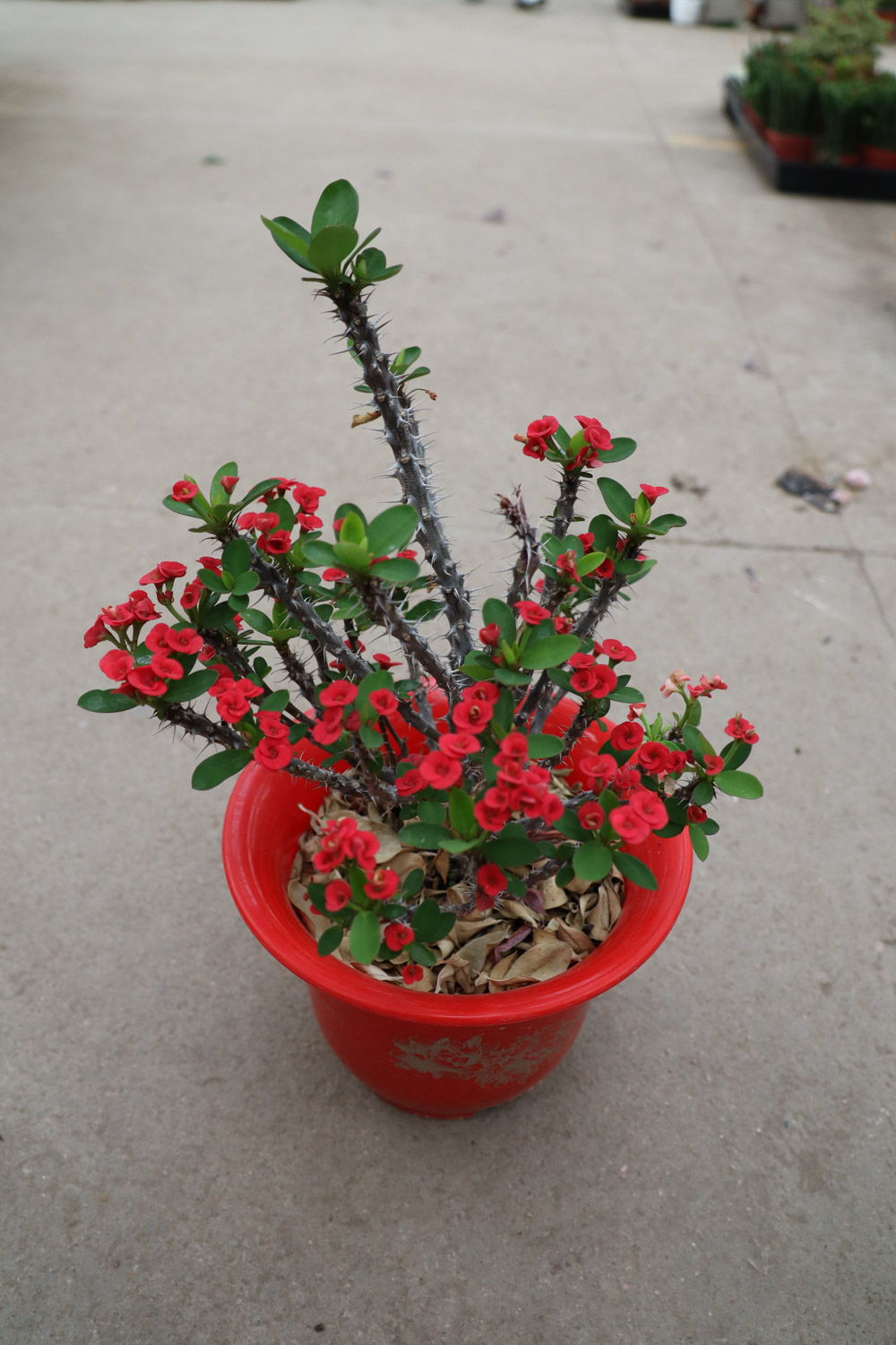 crown-of-thorns euphorbia