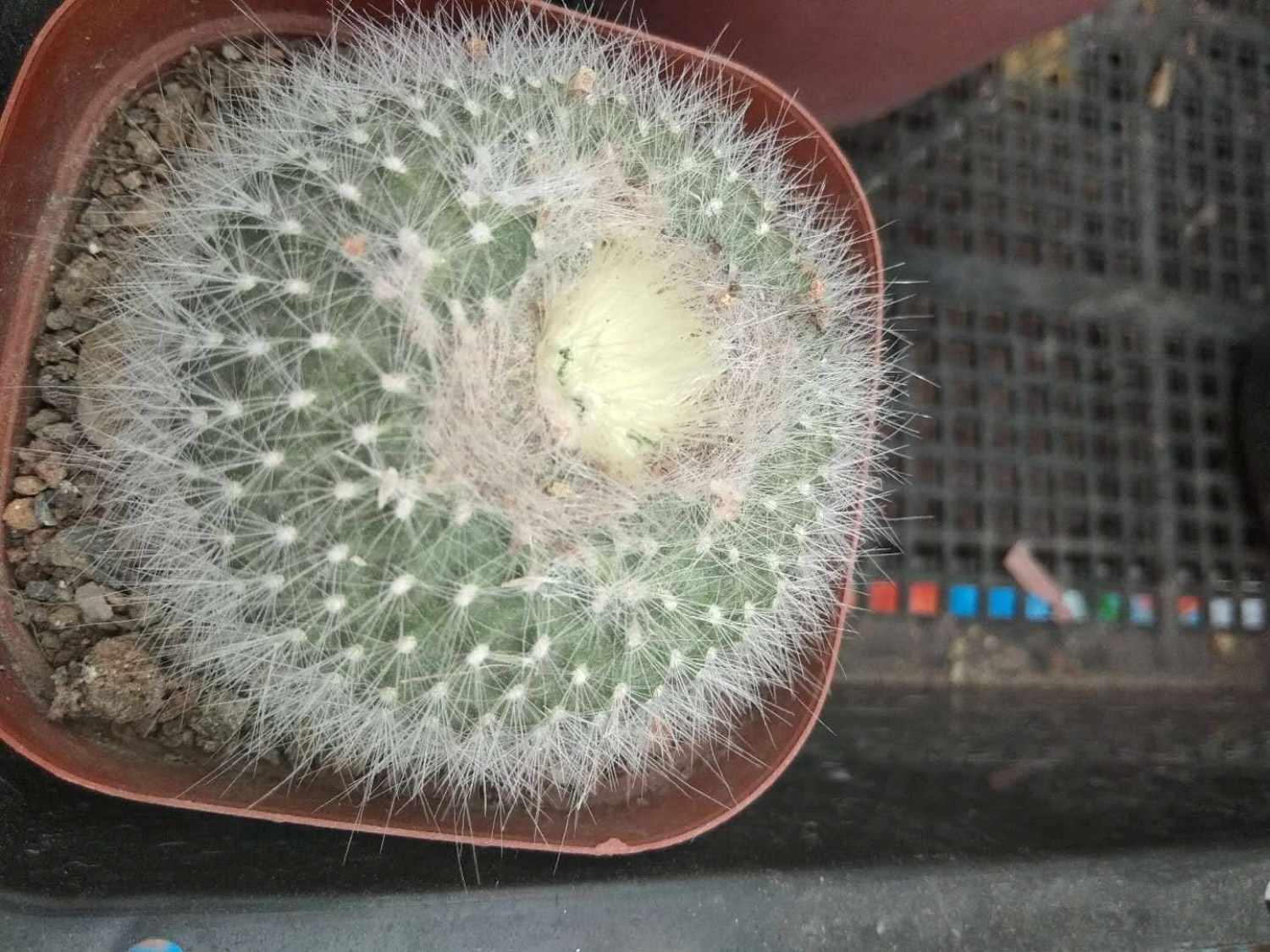 Echinocactus