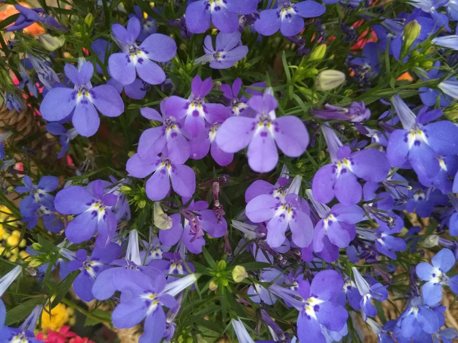 Garden Lobelia