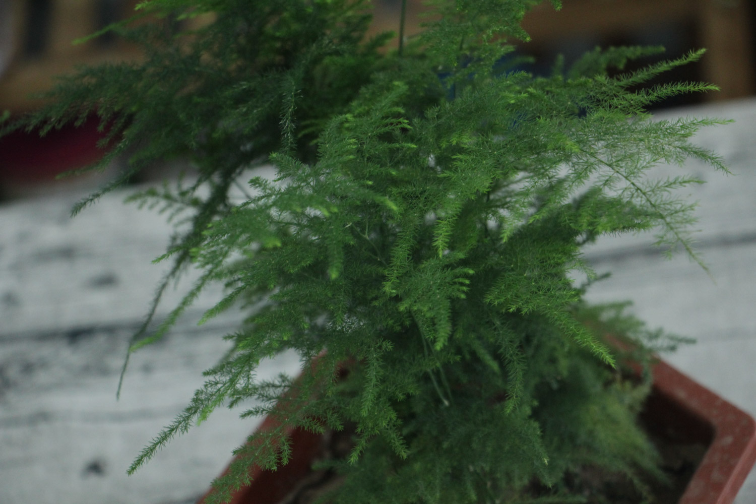 asparagus fern