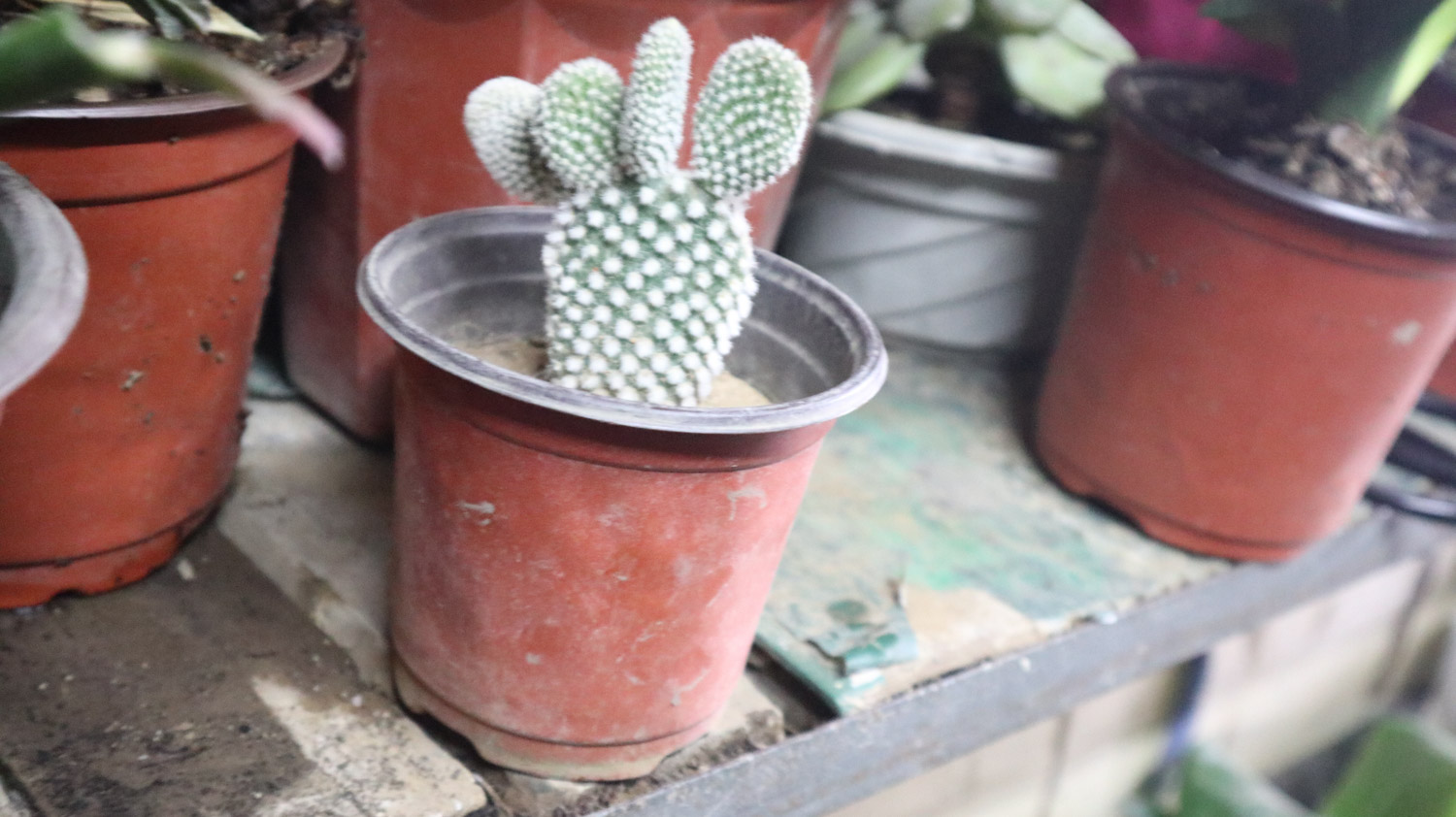 cactus