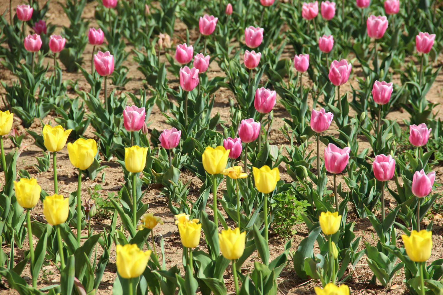 tulips