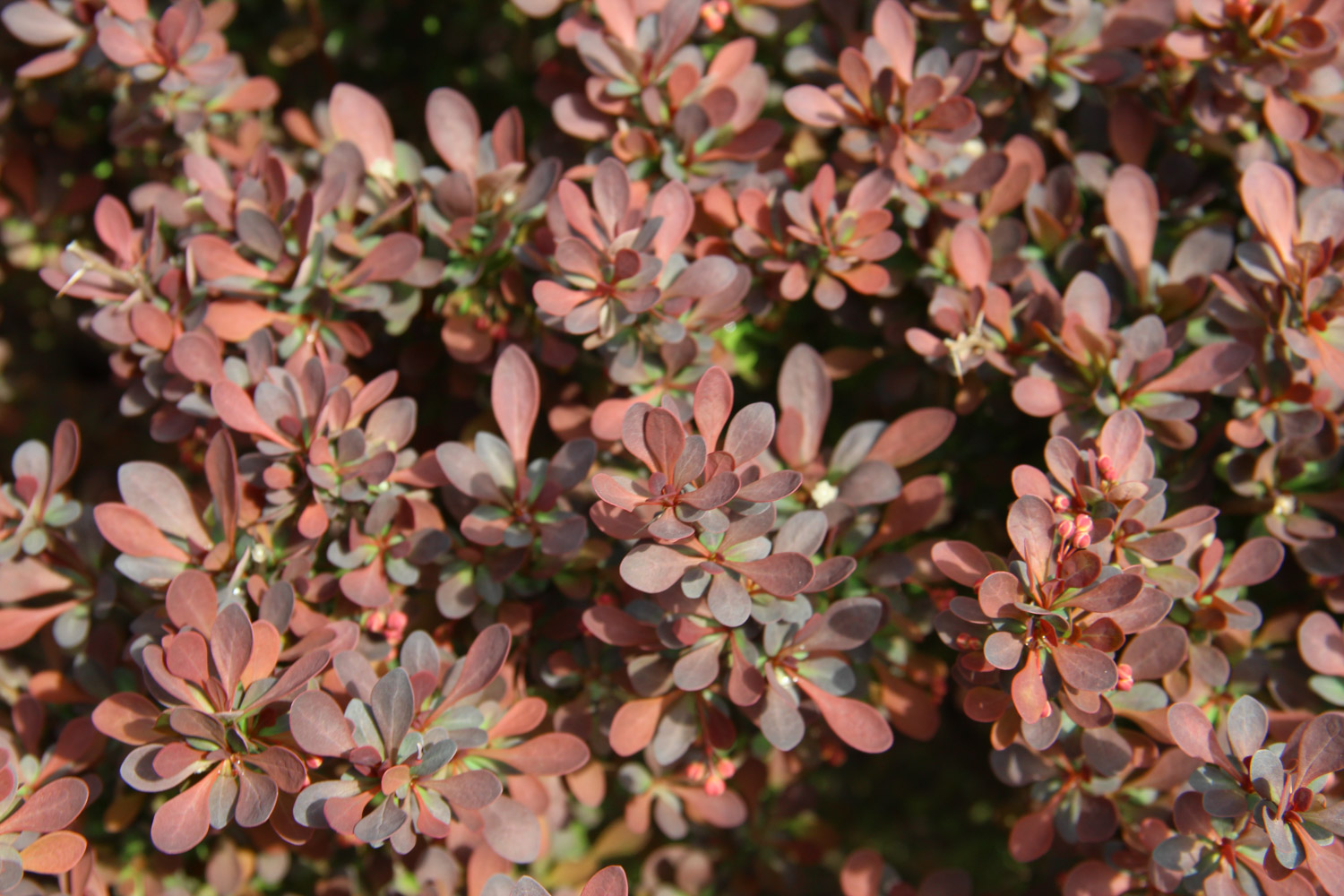 berberis thunbergii 