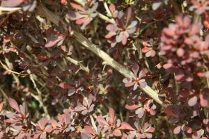 How to raise Berberis amurensis