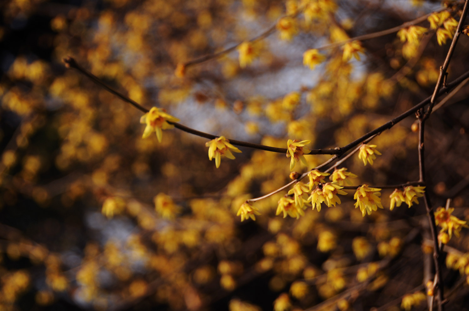 Wintersweet Flower