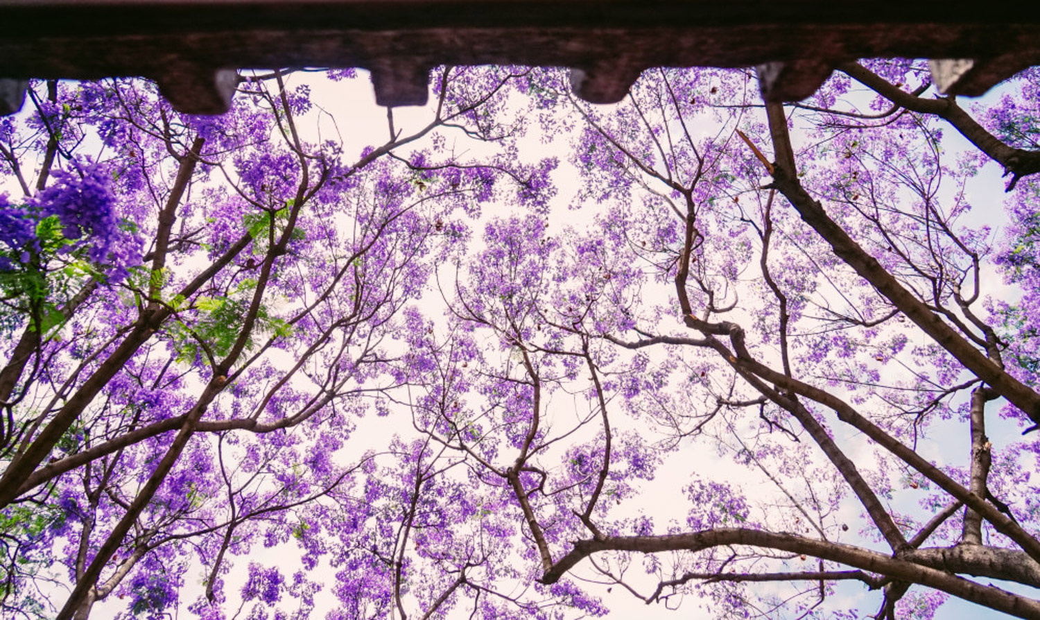 Jacaranda mimosifolia