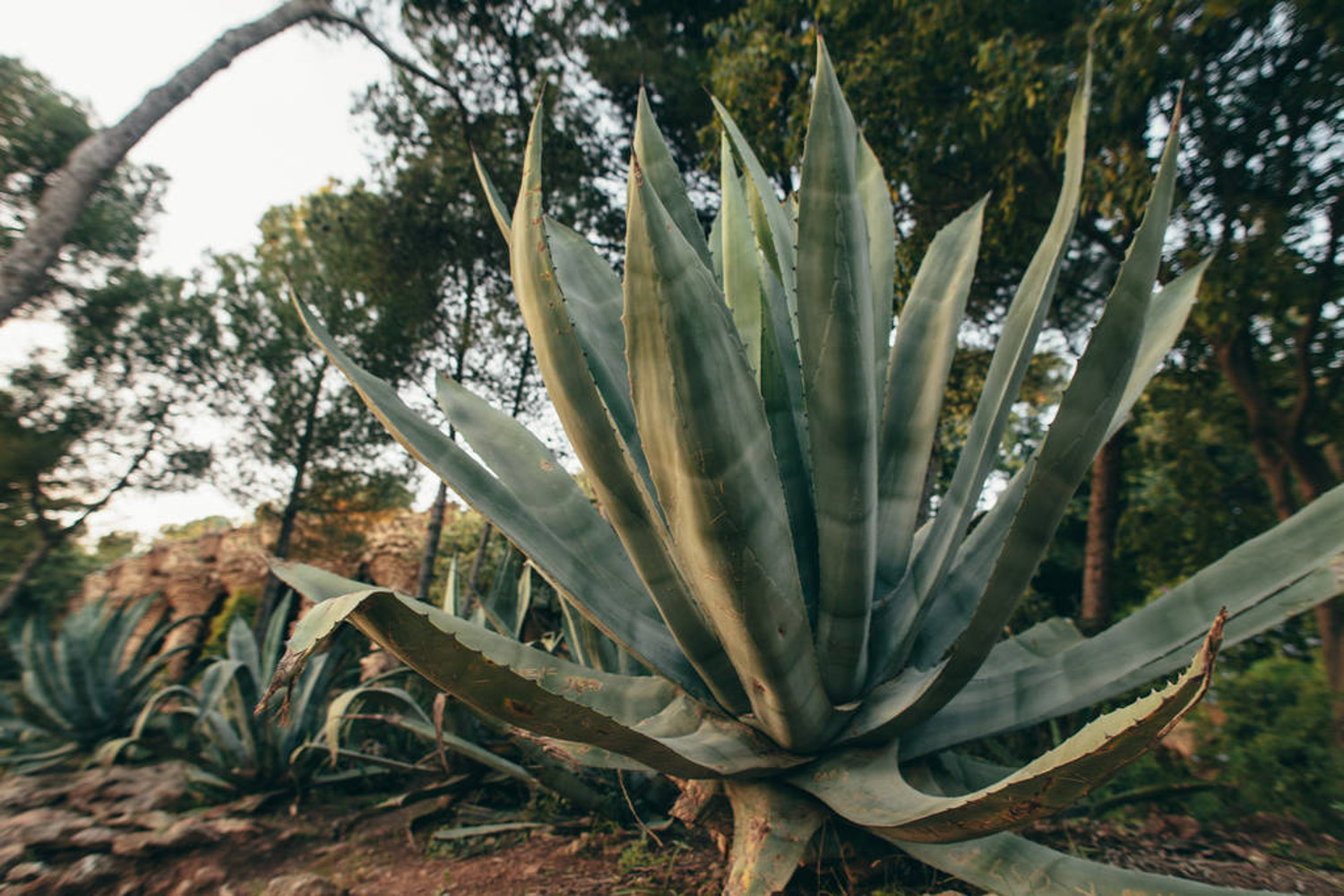 agave