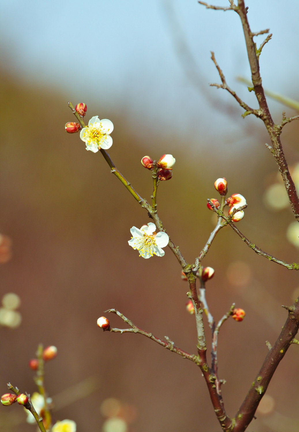 Plum blossom