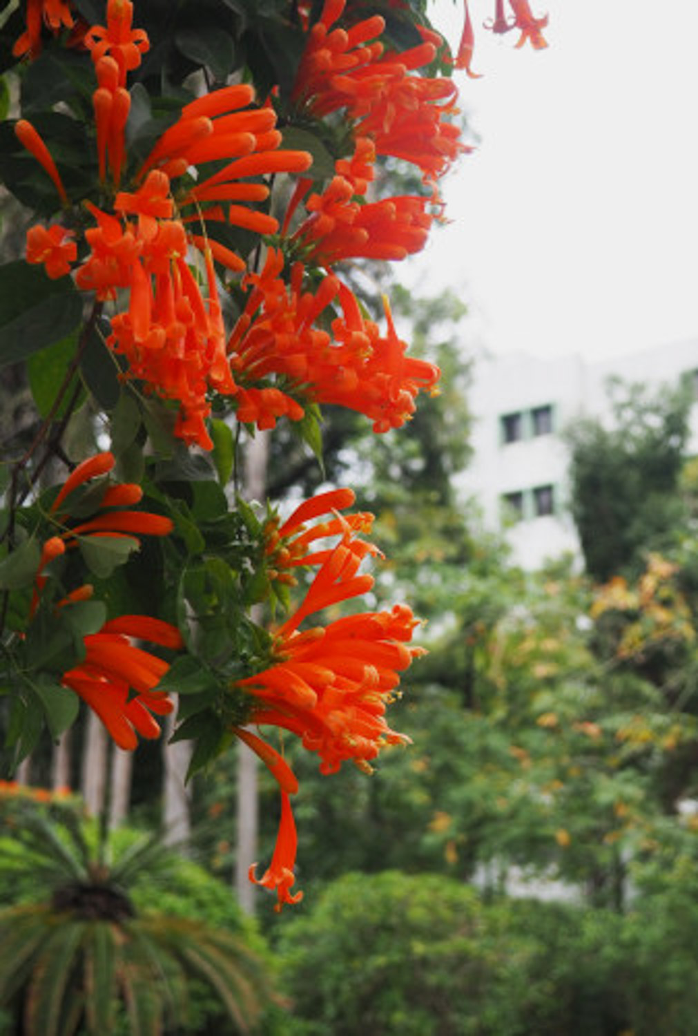 orange trumpet