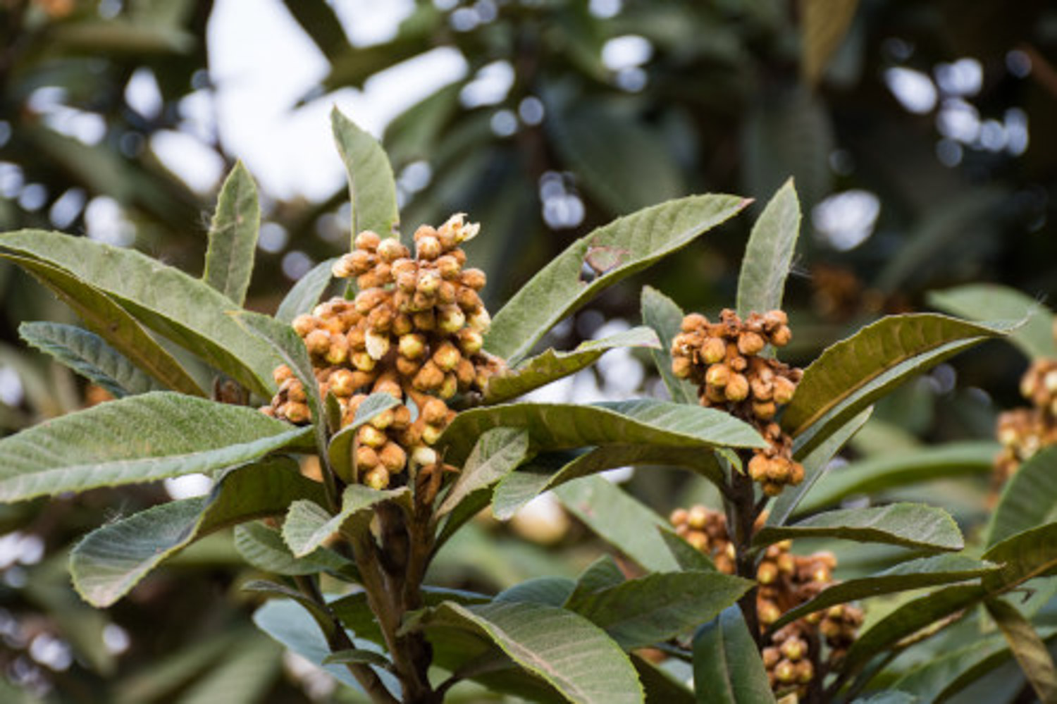 Loquat