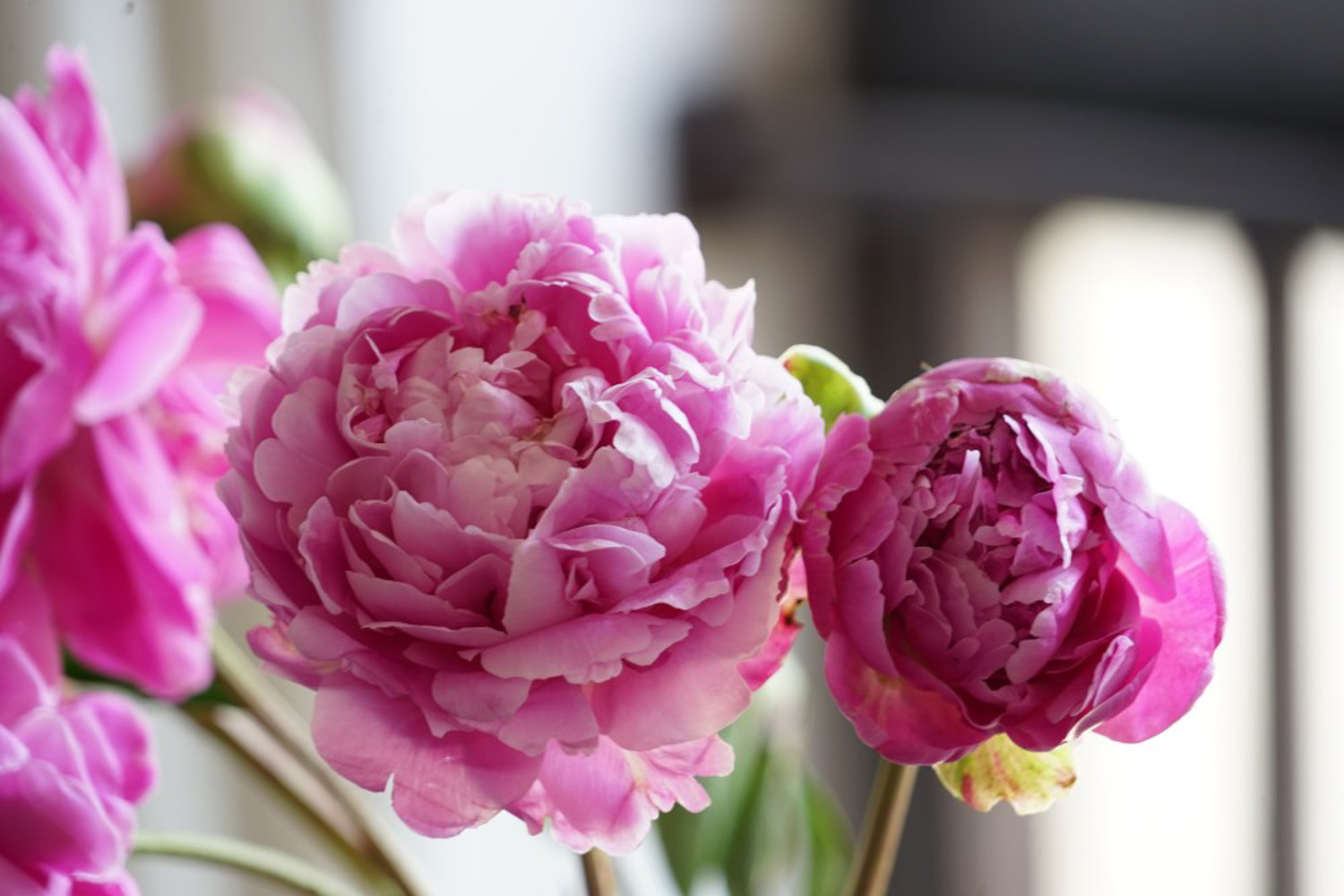 Chinese herbaceous peony