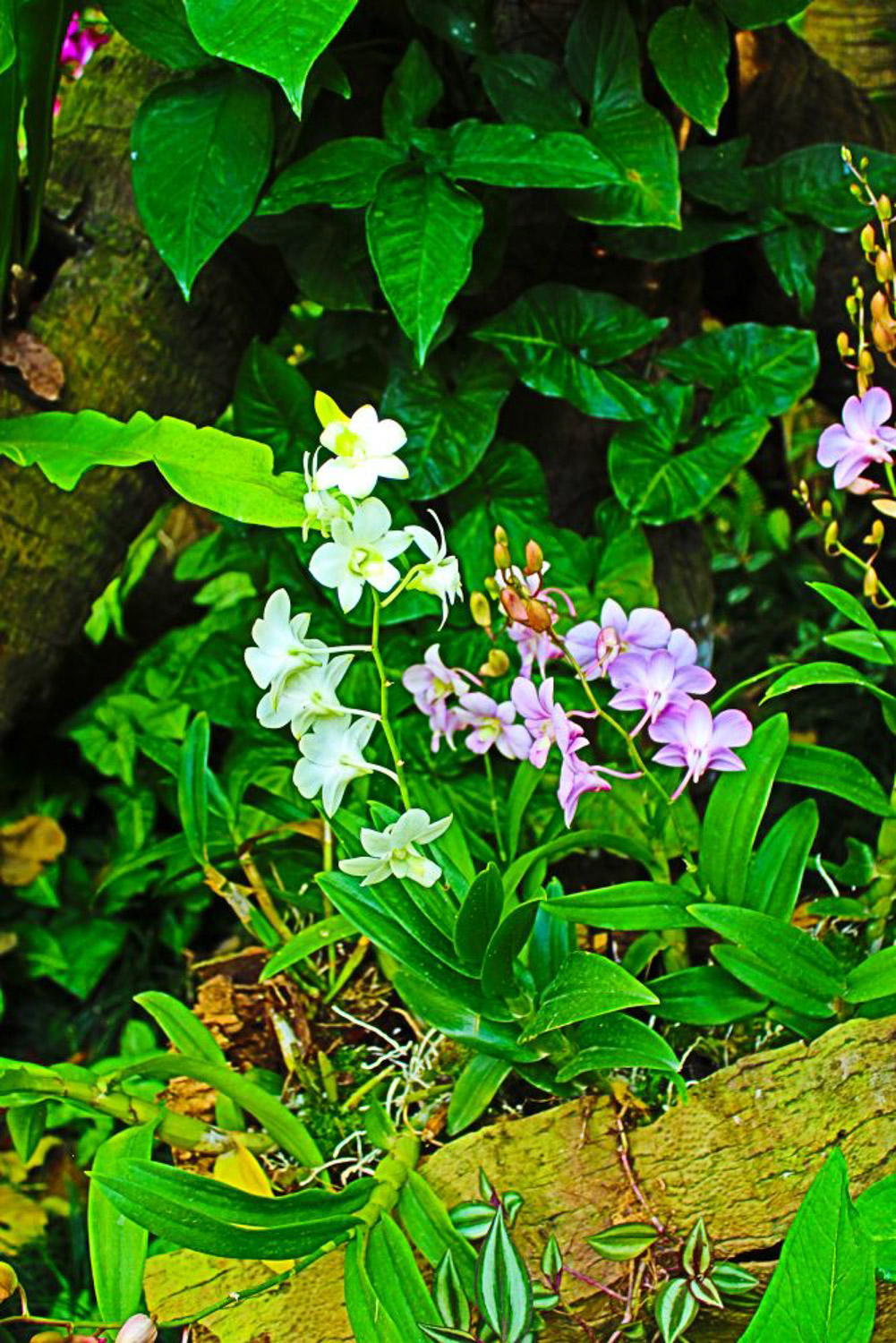 Dendrobium