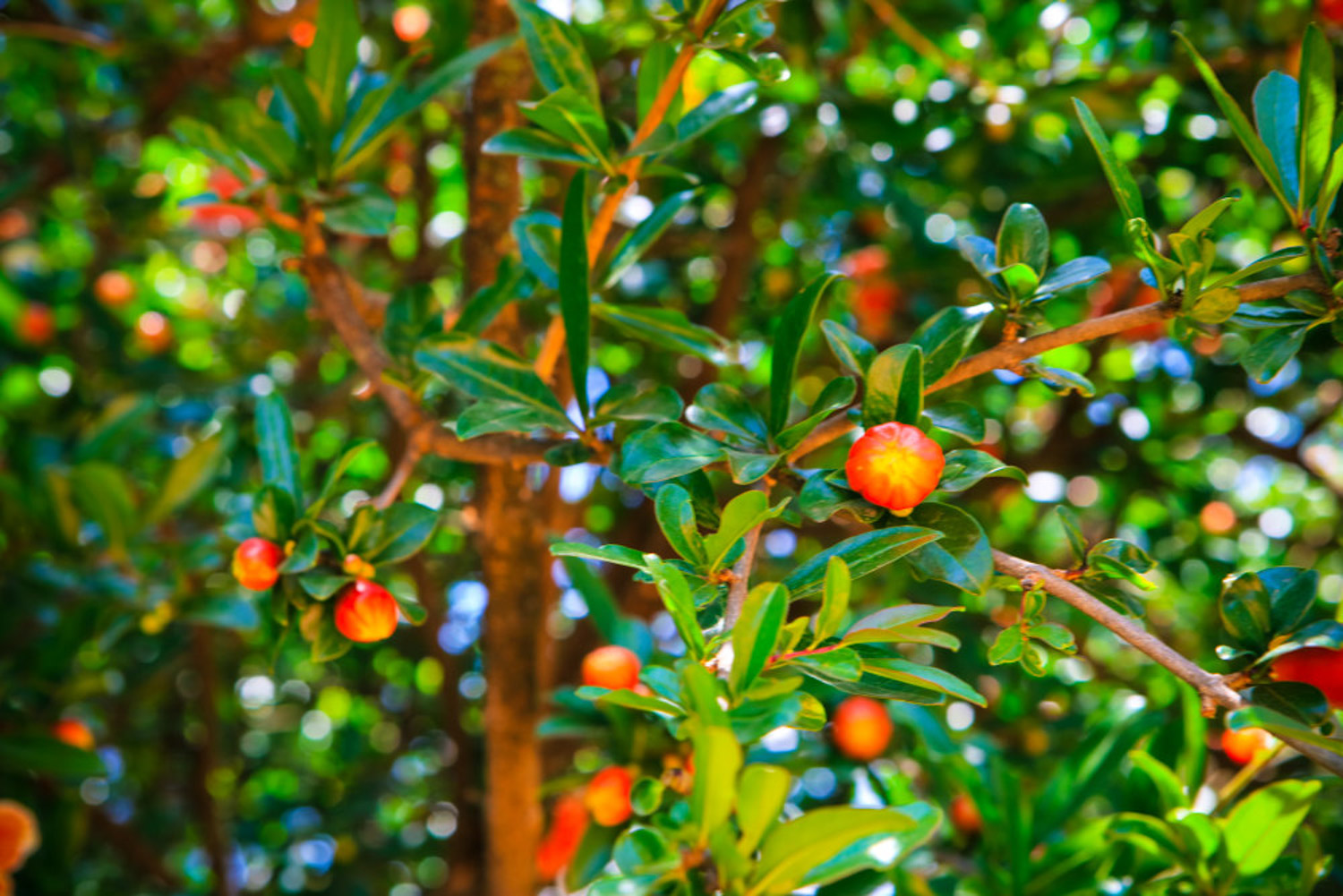 pomegranate