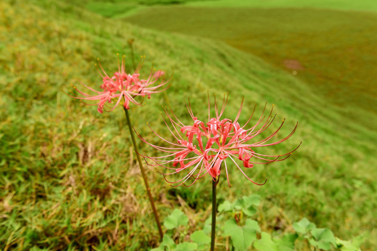 Lycoris radiata