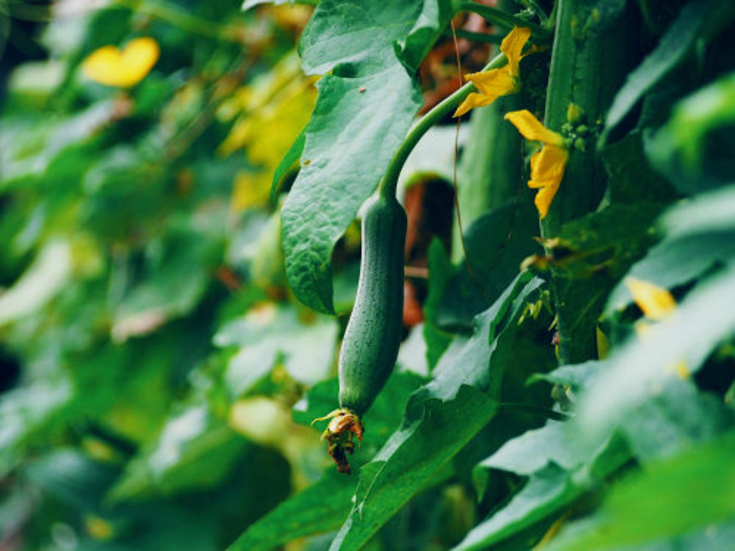 Towel gourd