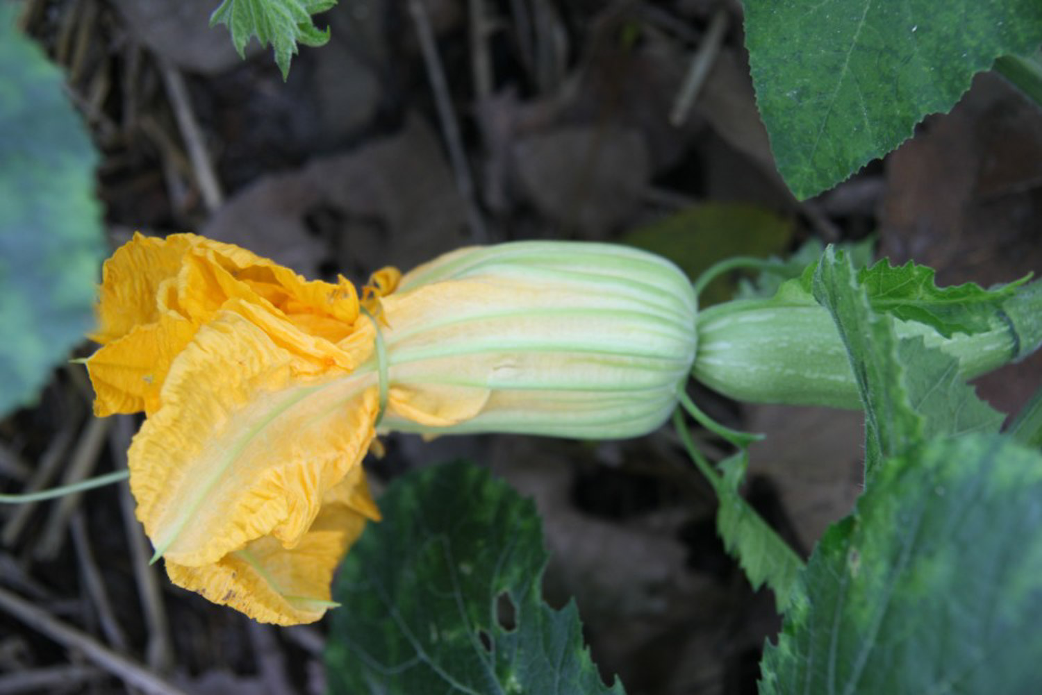 Towel gourd