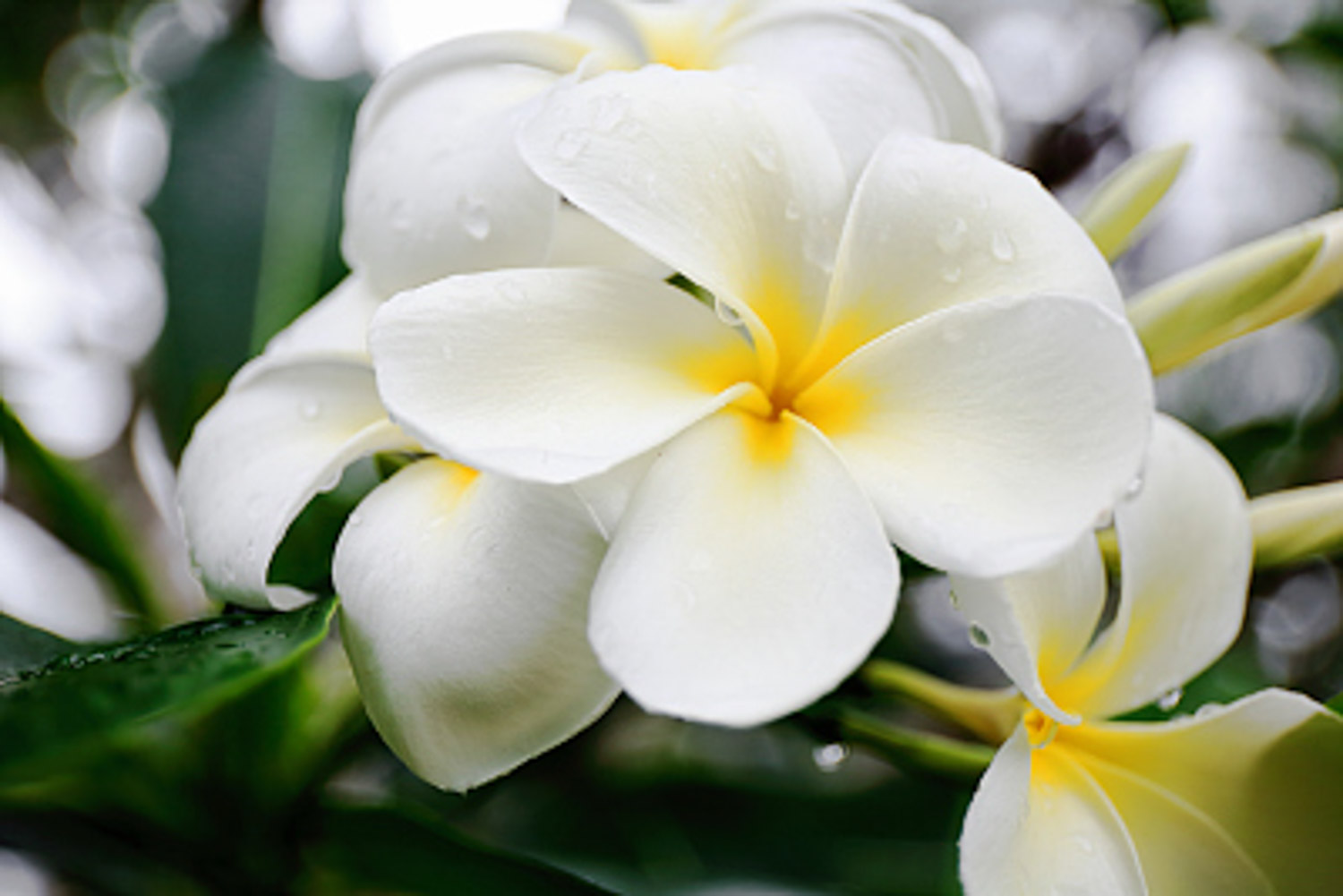 Plumeria rubra