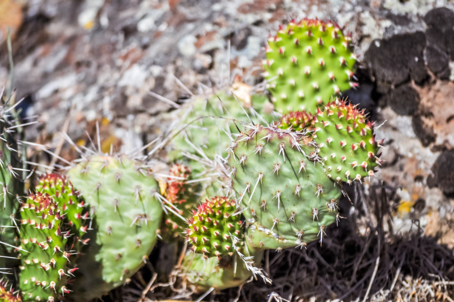 cactus