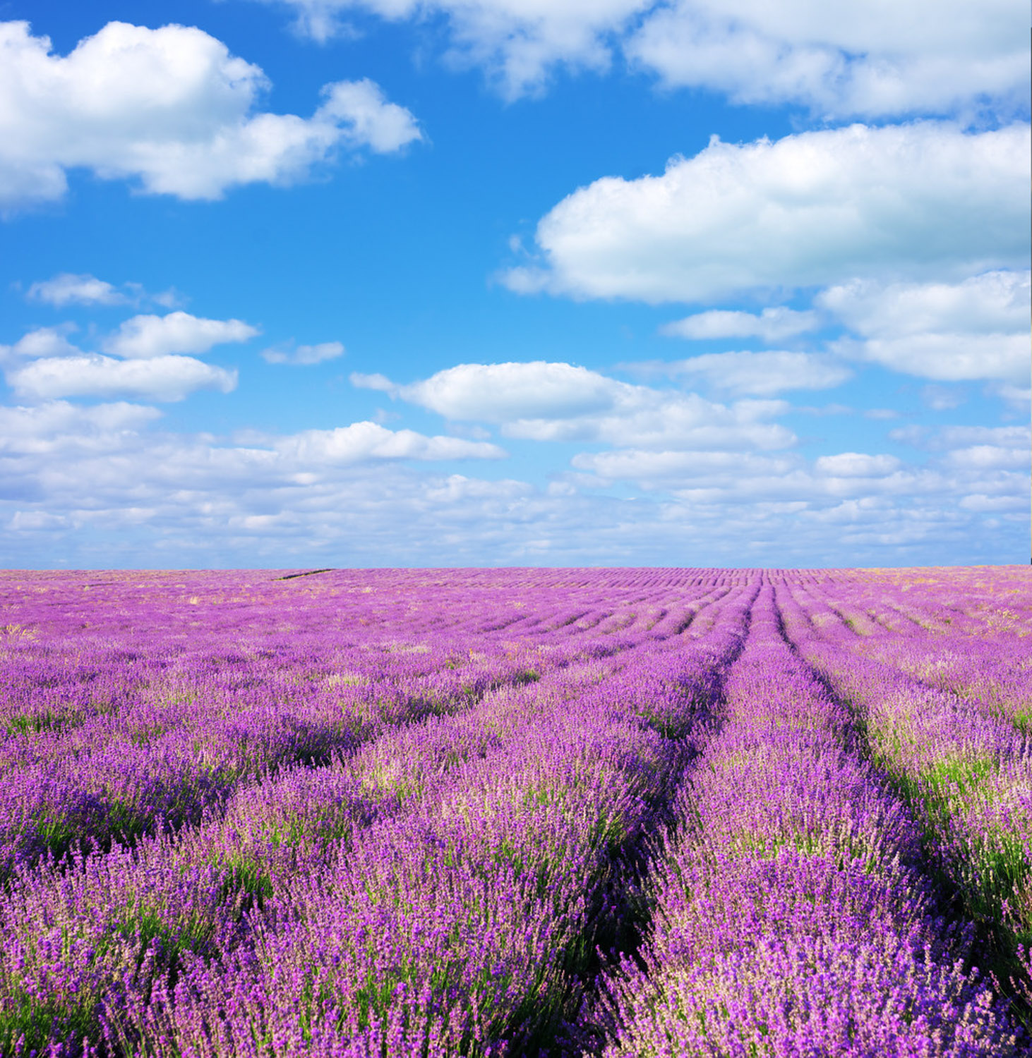 Lavender