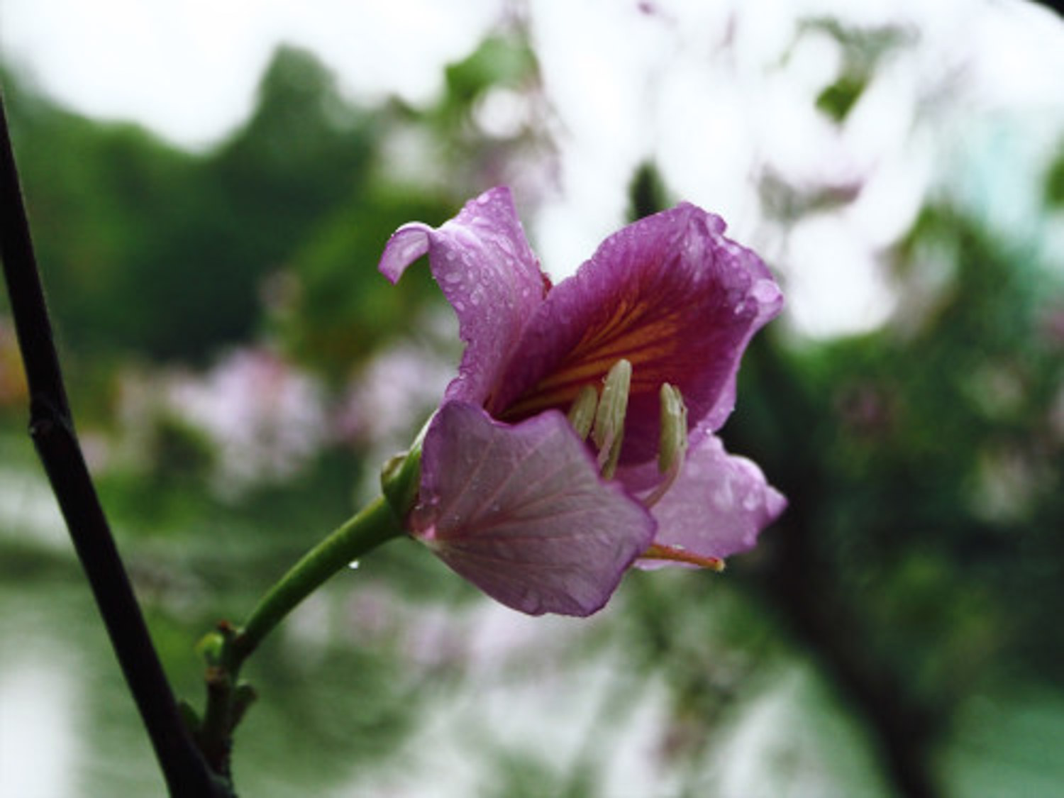 Bauhinia