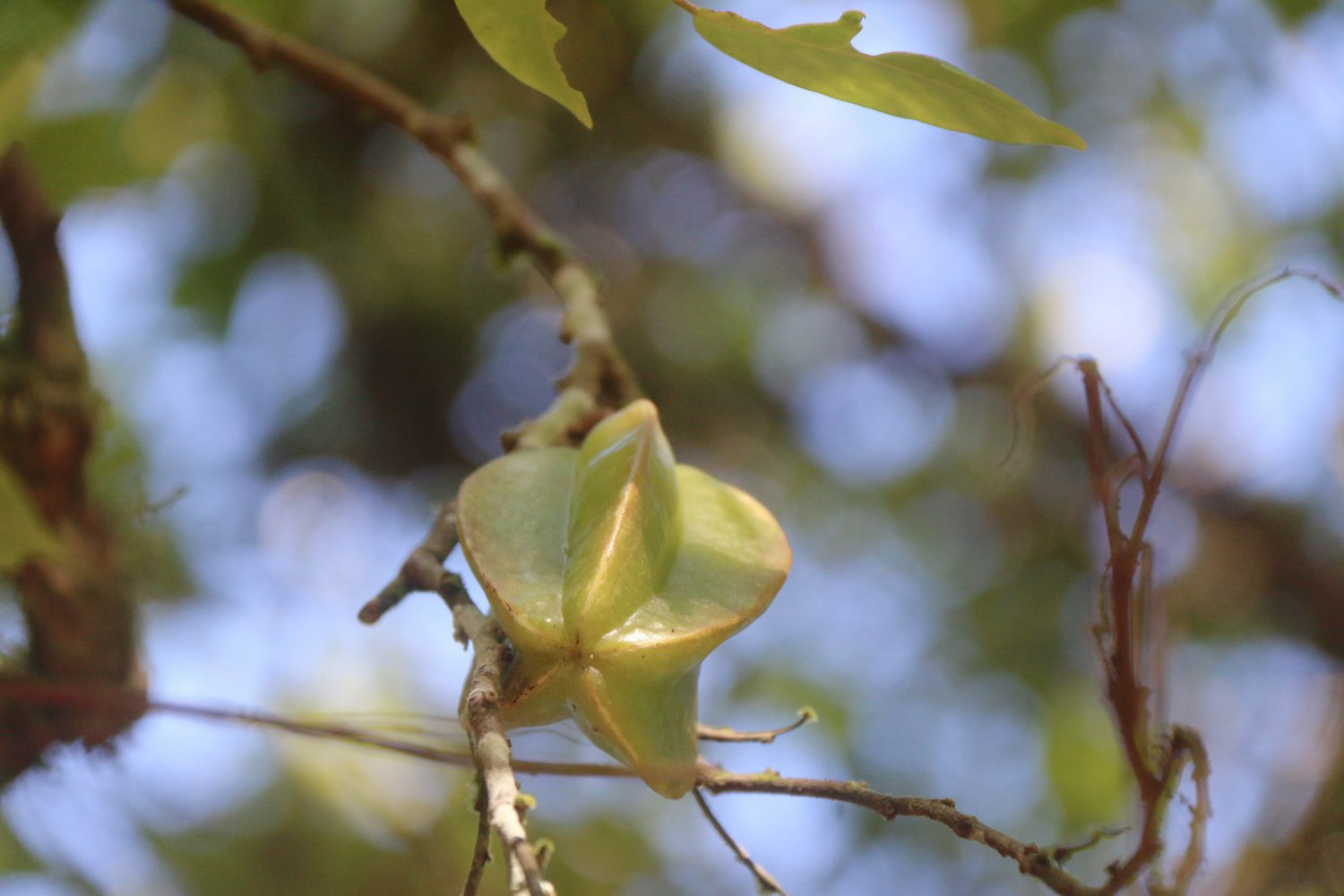 Carambola