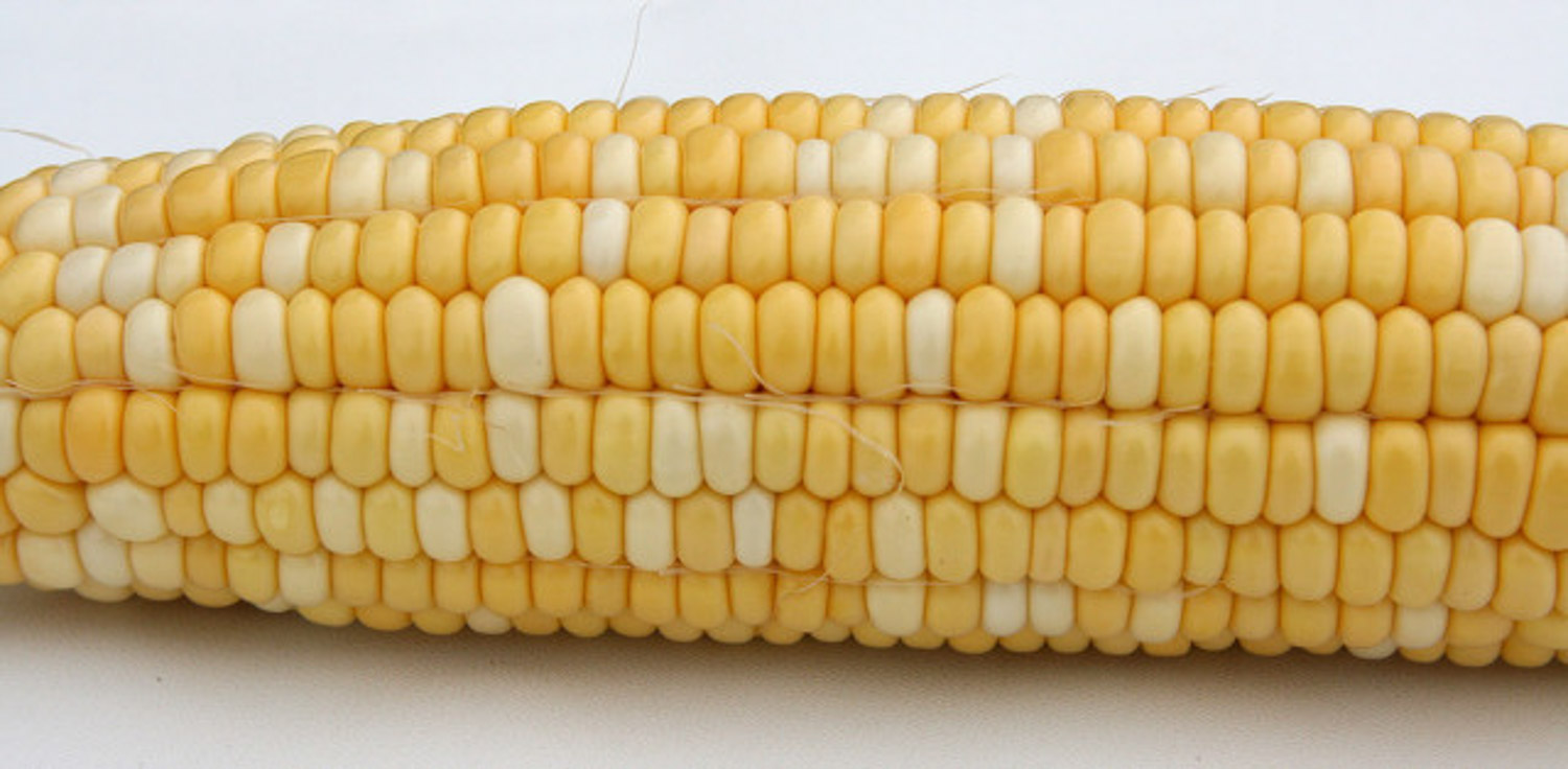 Corn