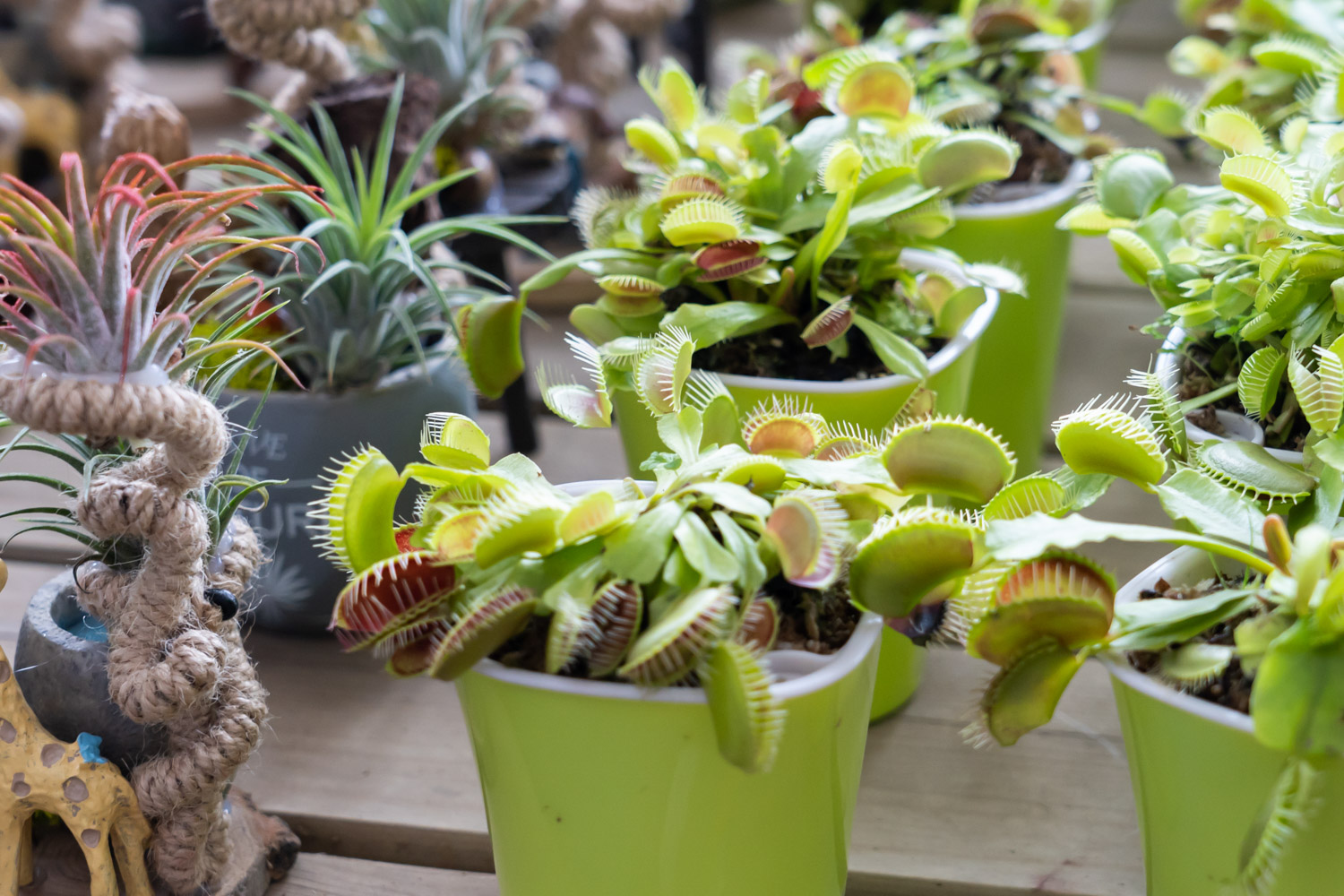 Dionaea muscipula