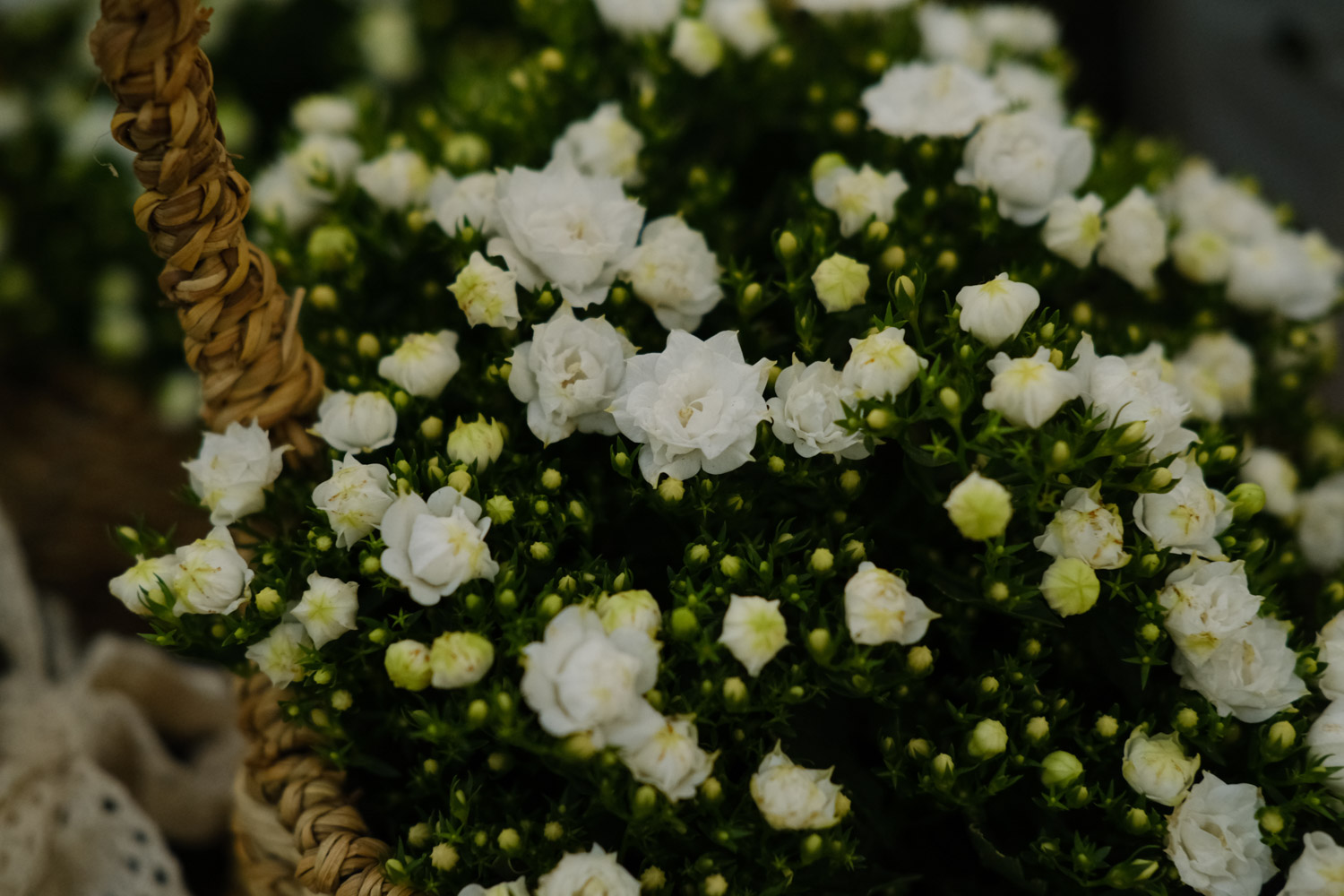 Danish Campanula flower