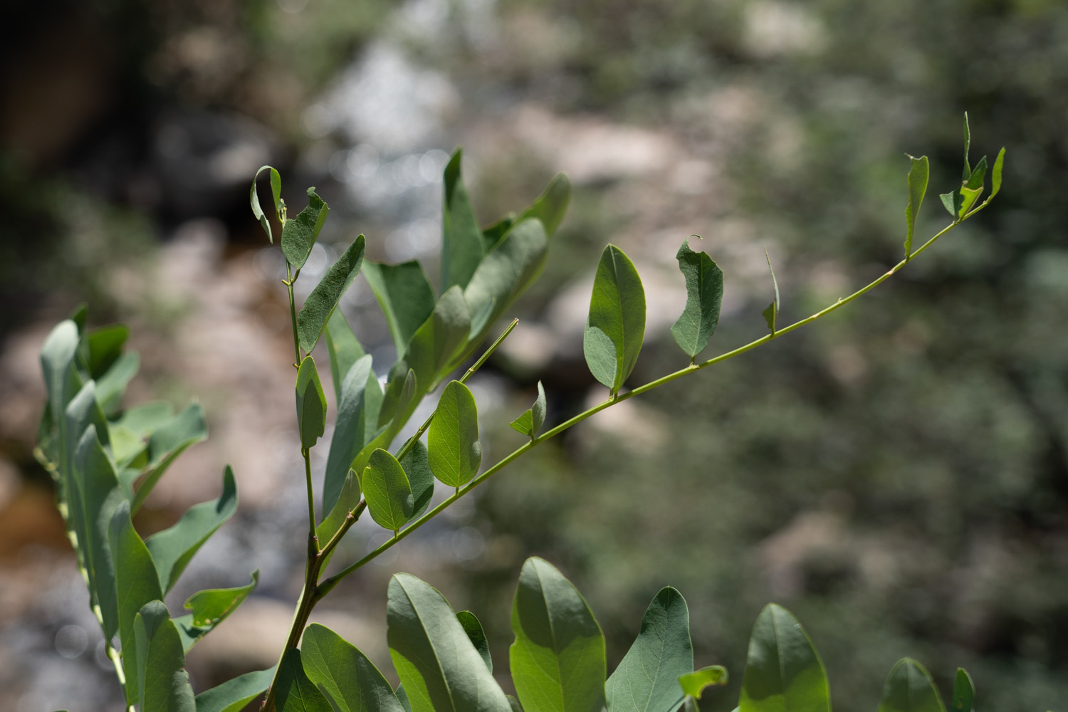 bush clovers