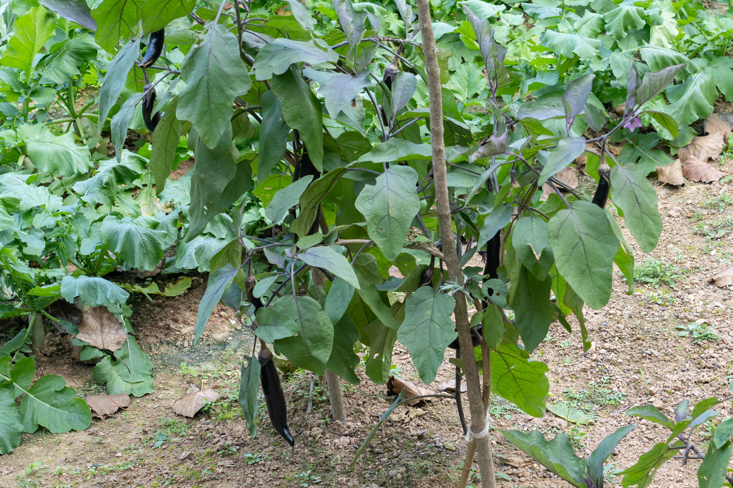 eggplant