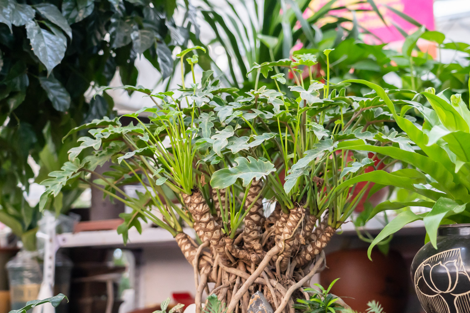 Fairy feather vine green velvet